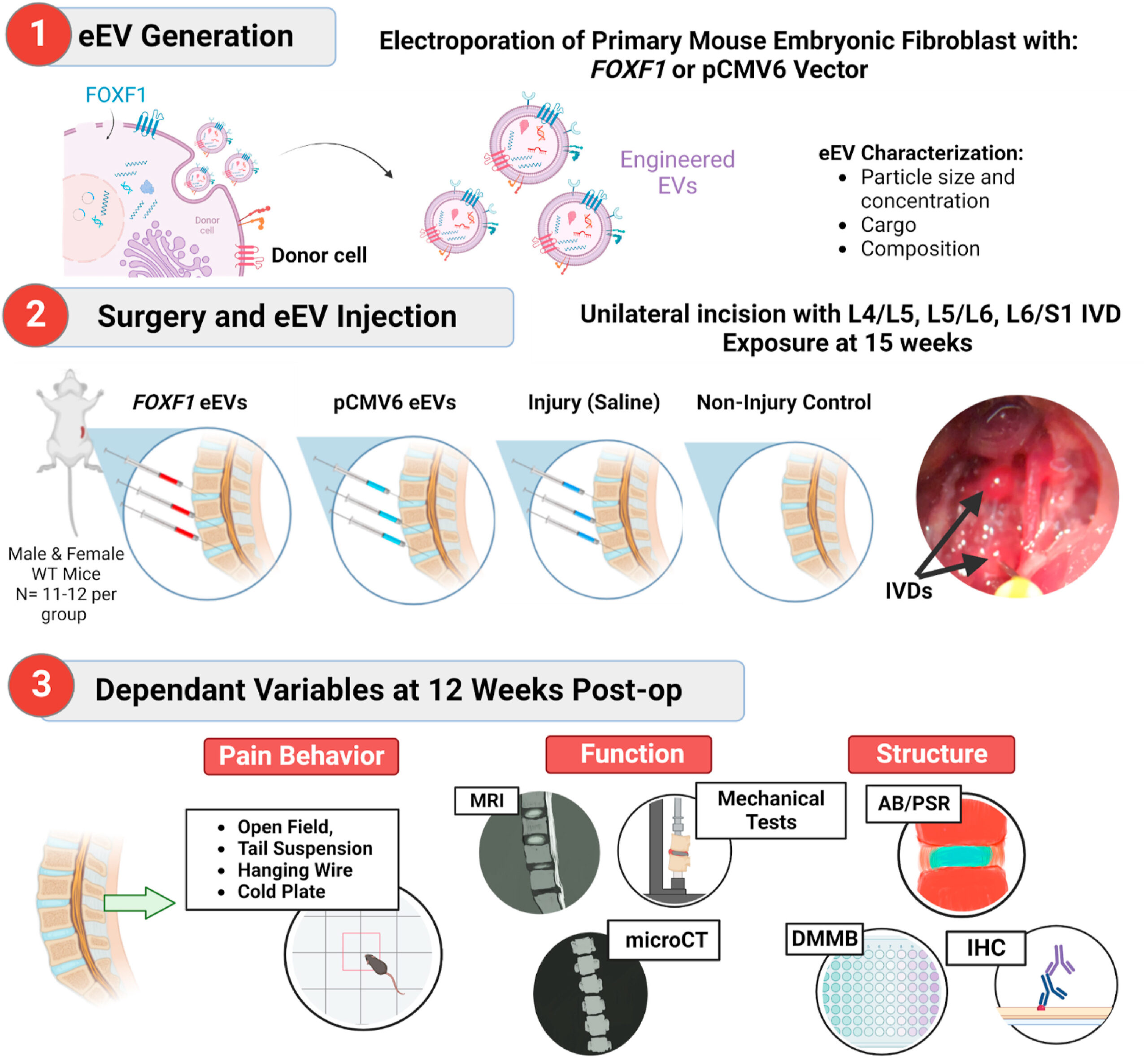 Use of MRI and microCT to evaluate gene therapy for the treatment of discogenic back pain