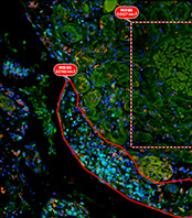 Live cell imaging