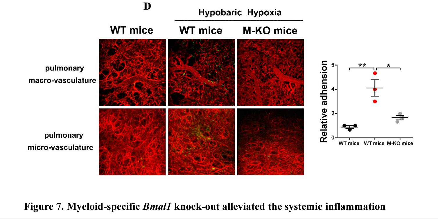 April 2024 publication revealing benefits of using intravital microscopy in trascriptomics studies