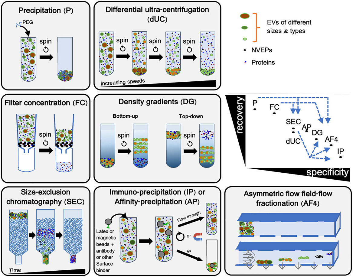 Minimal information for studies of extracellular vesicles (MISEV2023)