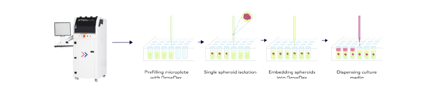 Combining GrowDex and spheroONE for automated and highly reproducible 3D cell culture workflows