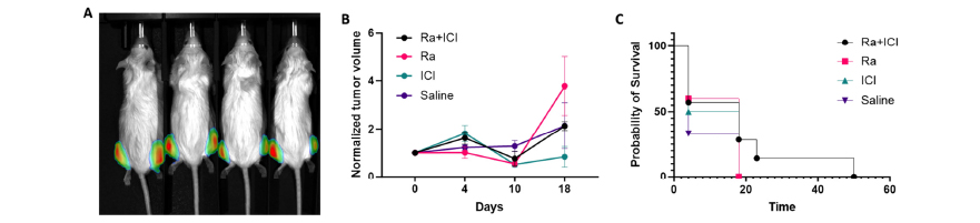 Preclinical Evaluation of 223RaCL2 and Immune Checkpoint Inhibitors in Prostate Cancer Bone Mets